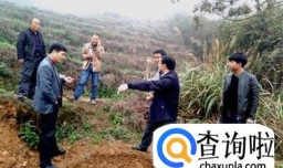 白芨如何种植长得快，中药白芨种植怎么长得快