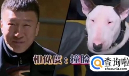 长得像孙红雷的狗狗是什么品种好养吗