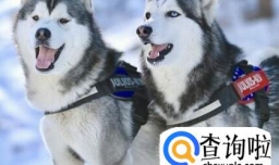 宠物狗的品种有哪些？