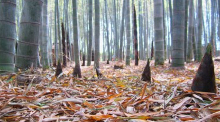 雨后春笋是什么意思