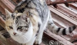 猫咪发情期的身体变化及注意事项