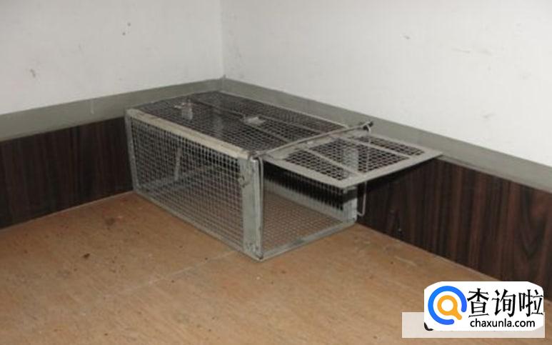 怎么消灭家中老鼠