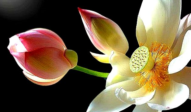 出其不意是什么意思