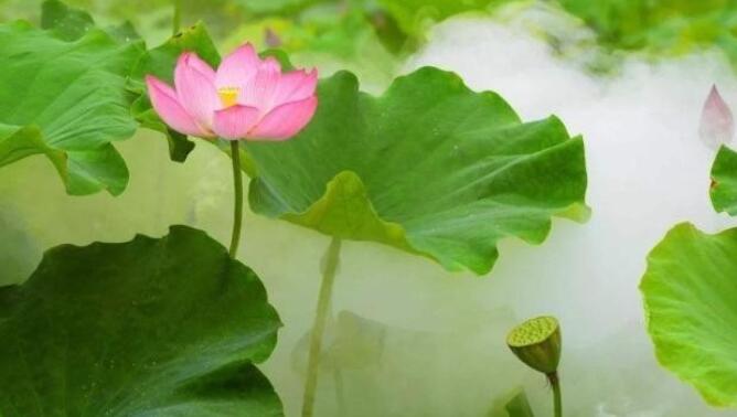 莲叶何田田什么意思