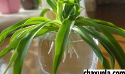 吊兰的养护方法