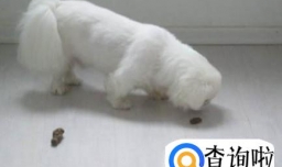 狗狗乱拉粑粑怎么办