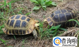 乌龟腐甲病的症状,怎么预防乌龟得腐甲病