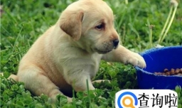 怎样养一只拉布拉多幼犬