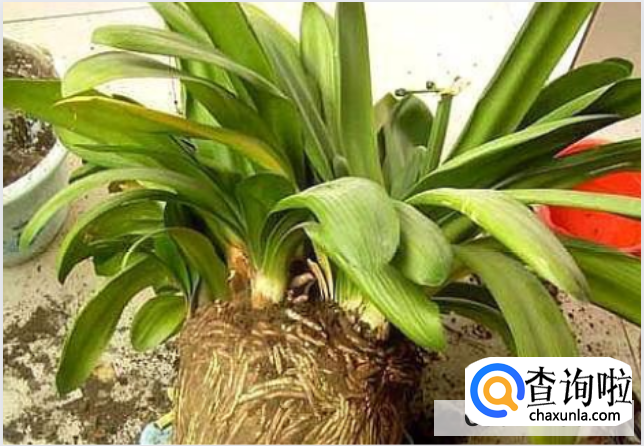 君子兰常用繁殖方法有哪些