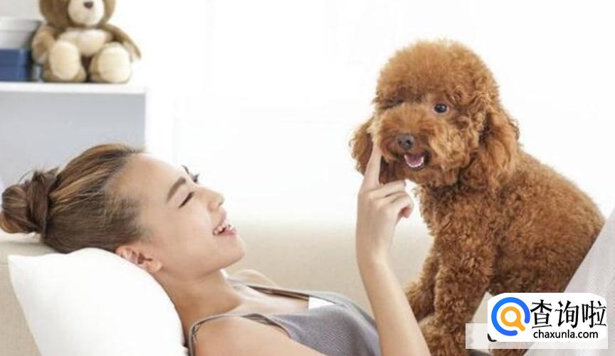 养泰迪犬有什么坏处