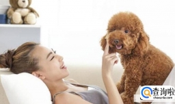 养泰迪犬有什么坏处