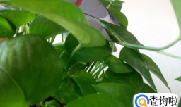 怎么水培植绿萝？绿萝水培植的方法