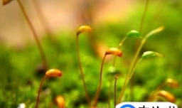 十二星座生日花（送花常识）