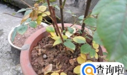 玫瑰叶子发黄怎么办