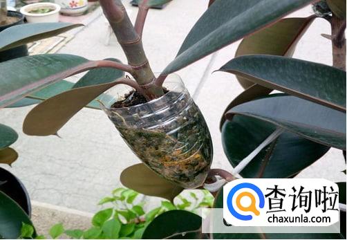 橡皮树怎样保养