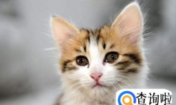 猫咪长不胖怎么办