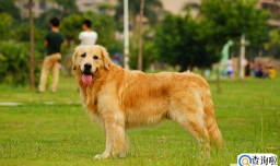 金毛掉毛家里到处都是怎么办