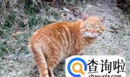 如何抓到一只小野猫