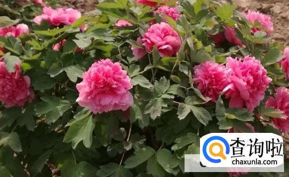 谷雨为什么要去赏牡丹花