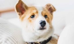 给宠物取名有哪些建议