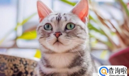 怎么让猫咪认可自己