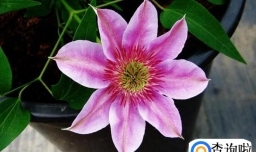 如何养好铁线莲？