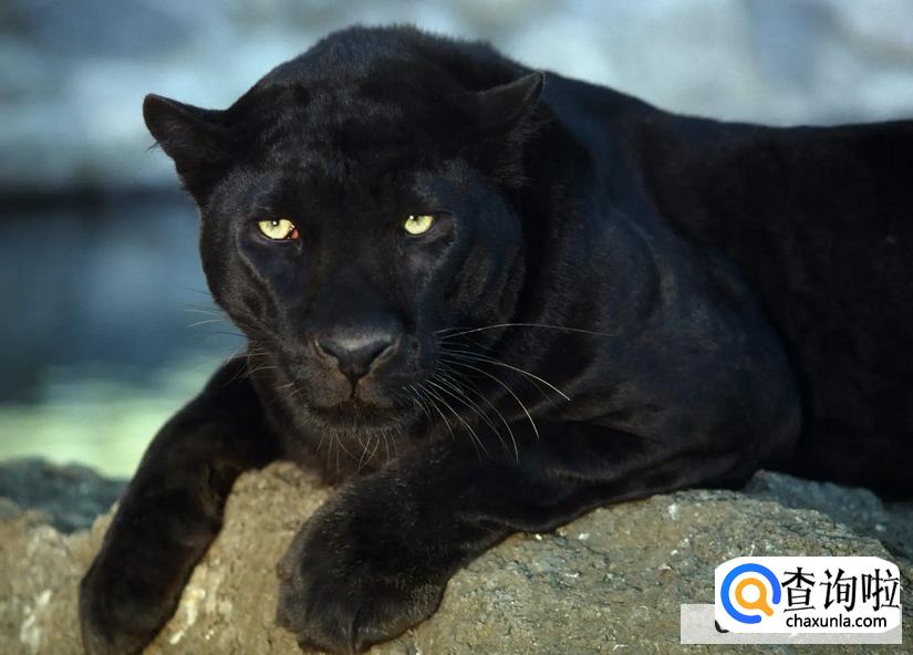 野外遇到野兽该怎么办