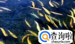 冷水鱼身上起白点怎么办？