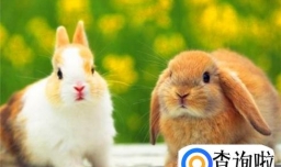 兔子怎么养它会和你熟