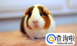 荷兰猪食欲不振什么原因？不爱吃东西怎么办？