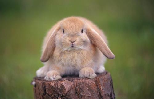 垂耳兔怎么养