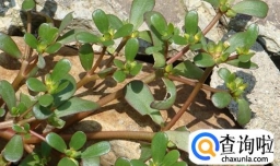 马齿菜染头发的方法