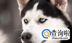 怎么区分哈士奇犬与阿拉斯加犬