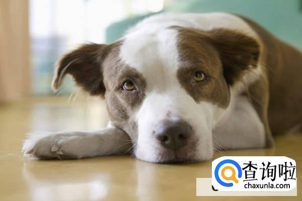 狗狗发烧怎么治疗