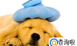 狗狗腹泻怎么办