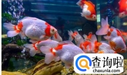 冬天怎么养金鱼