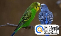 饲养虎皮鹦鹉的小方法