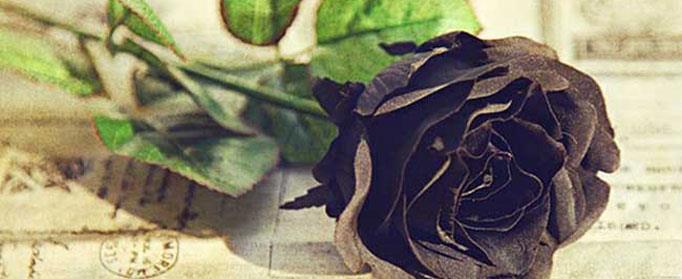 为什么自然界中很少有黑色的花朵