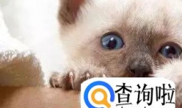 怎样给猫咪剪指甲最正确