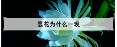 昙花为什么一现