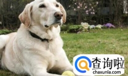 怎样辨认拉布拉多犬品质的好坏