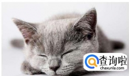 猫肚子里有虫子的表现及驱虫药推荐