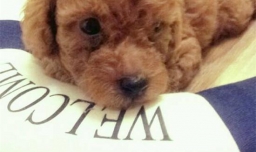 狗狗换牙期的四个注意事项