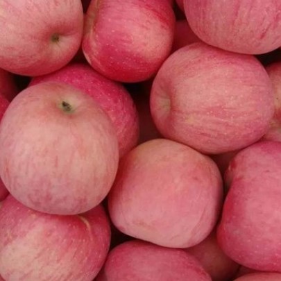 有哪些方法可以辨别苹果好不好吃？