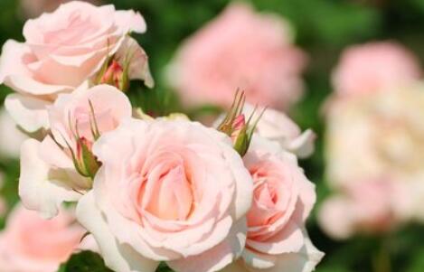 粉玫瑰代表什么意思