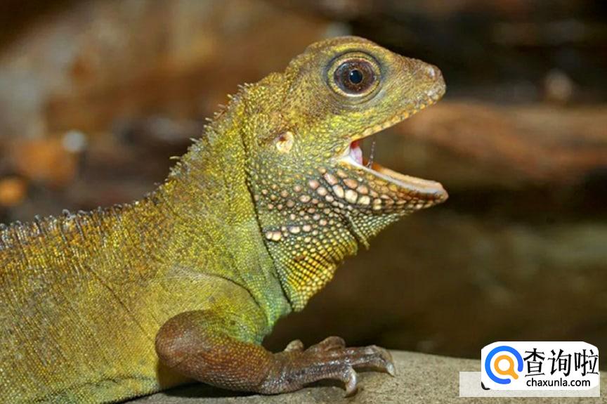 3种最适合懒人养的宠物