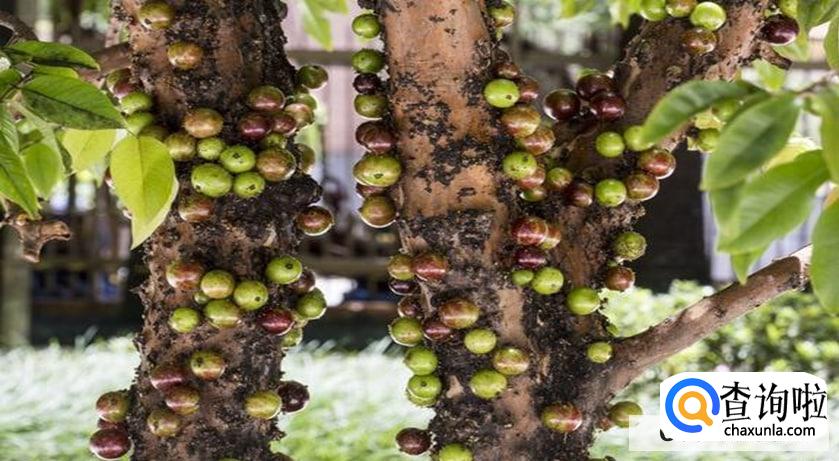 嘉宝果怎样种植长得快又好