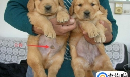 如何辨别幼犬的公母？