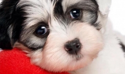 哪里会收养狗狗？如何领养狗狗