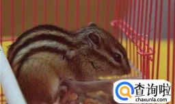 养松鼠的注意事项及常识